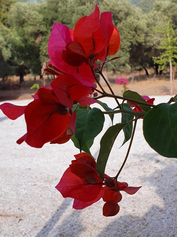 Olive Tree Apart Hotel Muğla Esterno foto